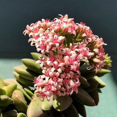 Crassula Springtime Plant, Rare Succulent Plant Live, 2 Inches Pot for Indoor Outdoor Landscape