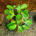 2 Maranta Prayer Plants Live, Tropical Maranta Plant, Indoor Houseplant in 3 Inch Pot for Hanging Basket, Easy to Grow, 3-5'' Tall
