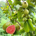Set 3 Pink Guava Trees Live Plants, 1 Year Old Seedlings Well Rooted Guava, Live Guava Trees Plant, Guava Trees Plant Live, Guava for Growing, 5-10 Inch in Tall in 4 Inch Pot