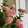 Crassula Springtime Plant, Rare Succulent Plant Live, 2 Inches Pot for Indoor Outdoor Landscape