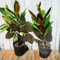Magnolia Tree Live Plant for Planting, Magnolia Flowers Bush 6 to 12 Inches Height, in Pot, Fragrant Magnolia Shrub (Ann Magnolia)