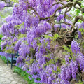Purple Wisteria Tree Vine Plant Live 6 to 15 Inch Tall, for Planting Outdoors, Wisteria Tree Live Plant