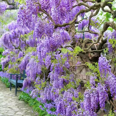 Purple Wisteria Tree Vine Plant Live 6 to 15 Inch Tall, for Planting Outdoors, Wisteria Tree Live Plant