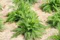 Yarrow Plant, Yellow Yarrow Plant Pot, 2.5 Inches Pot, Yarrow Live Plant for Garden, Live Yarrow Flower Plants Indoor Outdoor