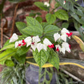4 Bleeding Heart Plant Live 4–6 Inches, Shade Loving Perennial Flowers for Garden Beds, Borders or Landscape (White Red)