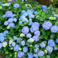 Blue to Pink Hydrangea Bush Plant Tree Live Shrub in Pot, Starter Plant 4 to 9 Inches, Hydrangea Tree, Dormant, Change Color Blooms