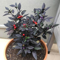Black Hot Pepper Plant Live in 2.5 Inch Pot for Planting Outdoor