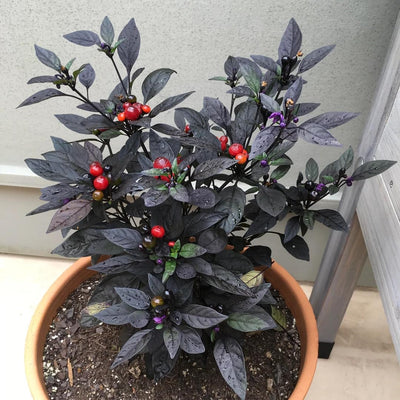 Black Hot Pepper Plant Live in 2.5 Inch Pot for Planting Outdoor