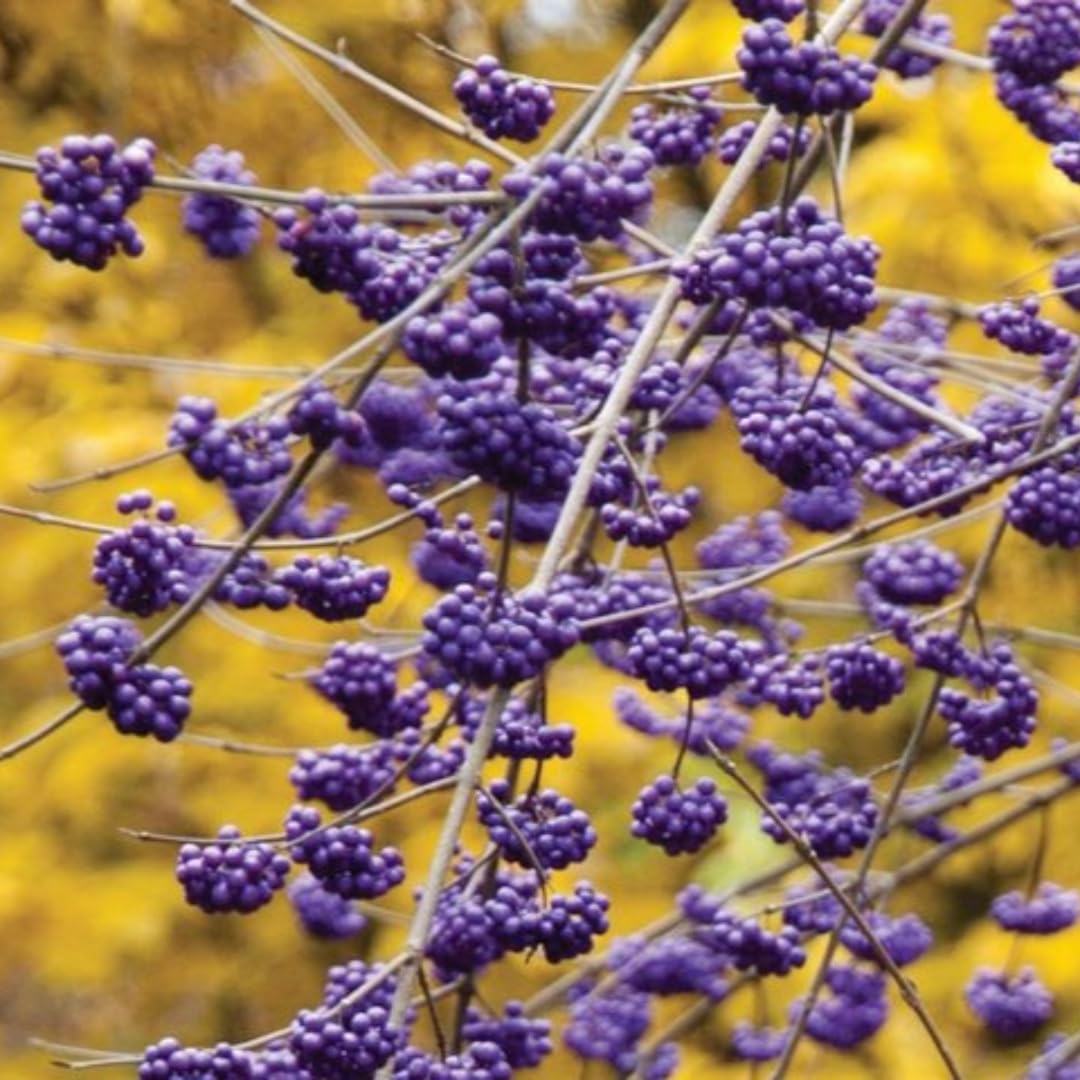 Pack 2 Variegated Beautyberry Plants Live, 4 Inch Tall, Rare Beautyberry Shrub Trees for Garden Borders, Yard, and Outdoor Planting