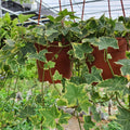 Gold English Ivy Live Plant for Outdoor Indoor Garden, Variegated English Ivy Live Plants, 4 Inch Pot