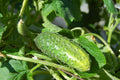 4 Cucumber Plants Live, Marketmore 76 Cucumber Live Plant for Growing, 4 Inc Pot, Live Vegetable Plants for Gardening Outdoors Indoors, 6 Inc to 8 Inc Tall