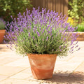 Lavender Plant Live, Phenomenal Lavender Plant Live Indoor Outdoor, Vibrant Bloom, 8 to 10 Inc Tall, Quart Pot, Fragrant Lavandula Seedling for Patio and Container