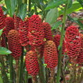 6 Red Shampoo Ginger Roots Fresh Awapuhi Zerumbet Zingiber Ginger Plants Oudoor Growing, Pinecone Lily Ginger Flowers, Cold Hardy