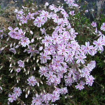 Pink White Creeping Phlox, Starter Phlox Live Plant, Well Rooted, Creeping Perennial Ground Cover