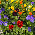 Rare Pansy Assorted Flowers Plant Live, Multicolor Pansies for Outdoor Growing, Pansy Plant in 4'' Pot