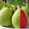 Guava Tree Live, Guava Fruit Plant in 4-Inch Pot, Sweet Tropical Guava Tree for Outdoor Garden and Container Growing (Pink Guava)