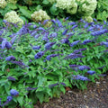 Potted Butterfly Bush Live Plant, 5-9" in Tall, Cold Hardy, Spring Outdoor PlantingBlooms Summer to Fall, Dormant in Winter (Blue Buddleia Plant)