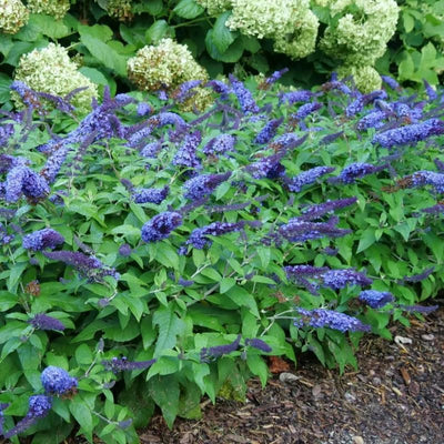 Potted Butterfly Bush Live Plant, 5-9" in Tall, Cold Hardy, Spring Outdoor PlantingBlooms Summer to Fall, Dormant in Winter (Blue Buddleia Plant)
