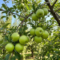 Granny Smith Apple Tree Live Plant 6-10" Tall