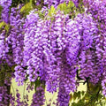 Rare Blue Moon Wisteria Vine Tree Live Plant in 2.5" Pot, Wisteria Tree Live Plant, Ready to Plant