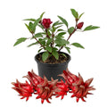 Sabdariffa Roselle Hibiscus Plants 5-8 Inch Tall, Red Sorrel Roselle Hibiscus Flowers for Planting in 4'' Pot, High Yield, Ready to Grow