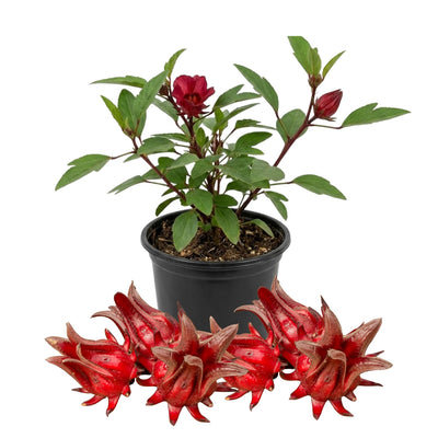 Sabdariffa Roselle Hibiscus Plants 5-8 Inch Tall, Red Sorrel Roselle Hibiscus Flowers for Planting in 4'' Pot, High Yield, Ready to Grow