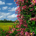 Fragrant Pink Yellow Climbing Honeysuckle Plant Live Vine, Lonicera Perennial Honeysuckle Plants 5 to 9 Inches Tall