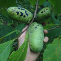 2 Bare Roots, Paw Paw Plants Live, Common Pawpaw Tree Live Plants, 6 to 11 Inc in Height