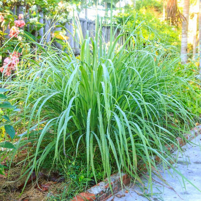 8 Big Lemongrass Live Plants Stalks, Lemon Grass Stalks Well-Rooted, Trim Back Herb Plants Perennial Plants, Lemongrass for Planting Indoor Outdoor
