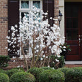 Star Magnolia Tree Live Plant, Magnolia Plant Live 6 to 12 Inches Tall, in 2.5 Inches Pot, White Magnolia Bush Fragrant Magnolia Flowers