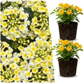 2 Yellow Lantana Plants Live Trees, Ready to Bloom, Hardy Long Blooming Seasons, Vibrant Colorful Perennial Fragrant, 5-10" in Tall, Full Sun Growing