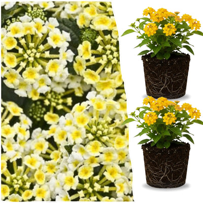 2 Yellow Lantana Plants Live Trees, Ready to Bloom, Hardy Long Blooming Seasons, Vibrant Colorful Perennial Fragrant, 5-10" in Tall, Full Sun Growing