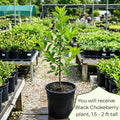 Black Chokeberry Tree Live Plant, Berry Bush, 1.5-2 Ft Tall