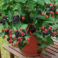 Sweet Thornless BlackBerry Plants Live for Planting, 8 Months Old BlackBerry Fruit Tree for Growing Outdoor, High Yielding, Dormant in Winter