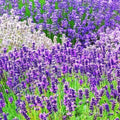3 Lavender Plants Live Starter Plants Plugs 1-3" in Tall, Hardy Perennial Lavender for Garden and Landscape with Fragrant Purple Blooms, No Pot (Blue Purple)