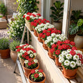 2 Mix Verbena Plants Live, Verbena Flower Plants, Mixed Color Perennial Ground Cover, Vibrant Blooms for Garden Beds, Outdoor Planting, 4-8 Inches Tall