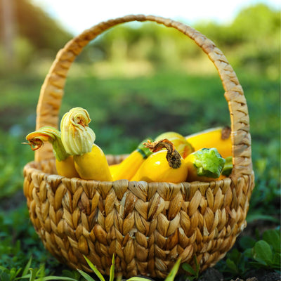 Summer Squash Live Plant 4–6 Inch Tall, Squash Vegetable Plant for Garden Planting in 4'' Pot, High Yield, Fast Growing