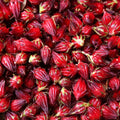 Sabdariffa Roselle Hibiscus Plants 5-8 Inch Tall, Red Sorrel Roselle Hibiscus Flowers for Planting in 4'' Pot, High Yield, Ready to Grow