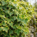 Gold Ivy Live Plant, Ivy Plant Live, 4 Inc Pot, 4-7 Inc Tall, Easy Care Trailing Indoor Houseplant for Hanging Baskets, Container Gardens