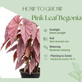 Trailing Begonia Plant Live, Rare Begonias Live Plant, 4-8 Inc Starter Indoor Outdoor Houseplant (Pink Leaf with White Spots Begonia)