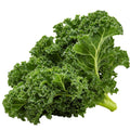 Kale Plants Live for Planting, Live Kale Vegetable in 4" Pot, 3 to 5 Inches Tall, 3 Plants Per Pot, Starter Plant for Home Garden