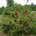 Red Currant Live Fruit Plant, 10-12" Tall Starter Shrub for Garden, Patio, and Outdoor Spring Growing