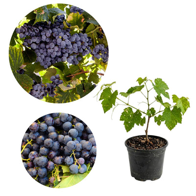 Grape Plant Live Potted, Fruit Vine Starter Plant 5-8 Inches, Hardy Climbing Seedless Grape Vine for Backyard Garden or Trellis (Purple Grape)