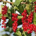 Red Currant Bush Plant, Currant Fruit Starter Plant 1 Year, Live Currant Fruit Plant, Red Currant Plant, Live Currant Plants Bush for Outdoor Garden