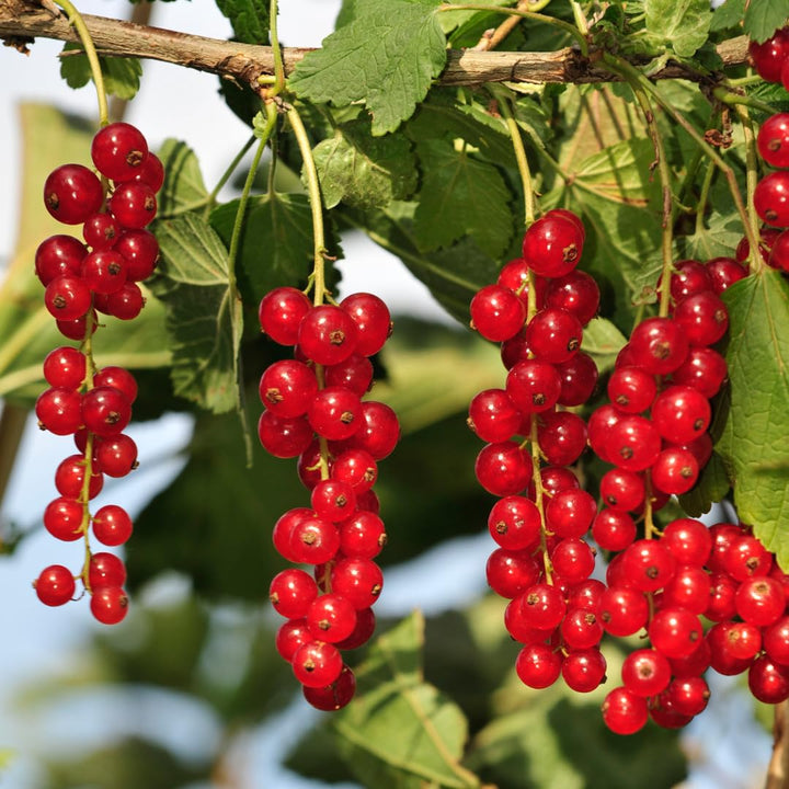 Red Currant Bush Plant, Currant Fruit Starter Plant 1 Year, Live Currant Fruit Plant, Red Currant Plant, Live Currant Plants Bush for Outdoor Garden