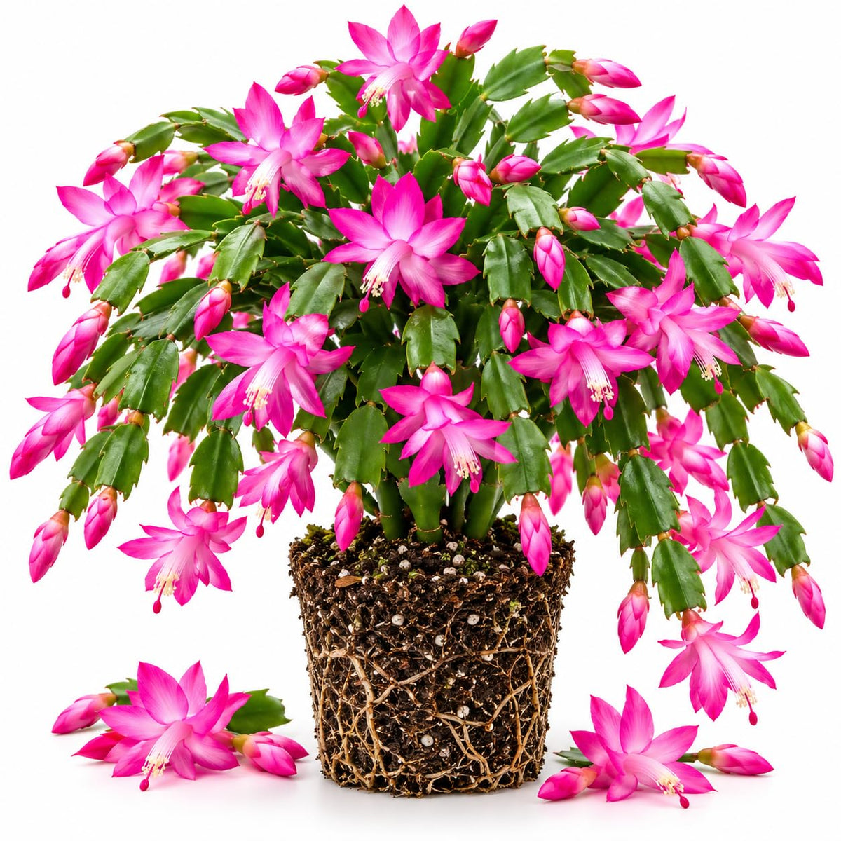 Pink Christmas Cactus Live Plant, 4-8" Tall, Holiday Cactus
