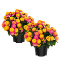 2 Random Lantana Plants Live Trees, Ready to Bloom, Hardy Long Blooming Seasons, Vibrant Colorful Perennial Fragrant, 5-10" in Tall, Full Sun Growing