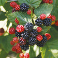 03 BlackBerry Bushes Plants Live, 4-6" in for Spring Planting, Outdoor Growing, High-yielding Blackberries Trees, (Triple Crown Thornless BlackBerry)