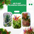 Air Plants Live, 10 Red Tillandsia Air Plants Live Houseplants for Growing Indoors Outdoors, 2 to 3 Inches Tall