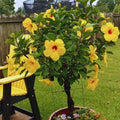 4 Hardy Hibiscus Plants Live, Yellow Hibiscus Flowers Plant, Hibiscus Live Plant Indoor, 3 to 5 Inc Tall Seedling